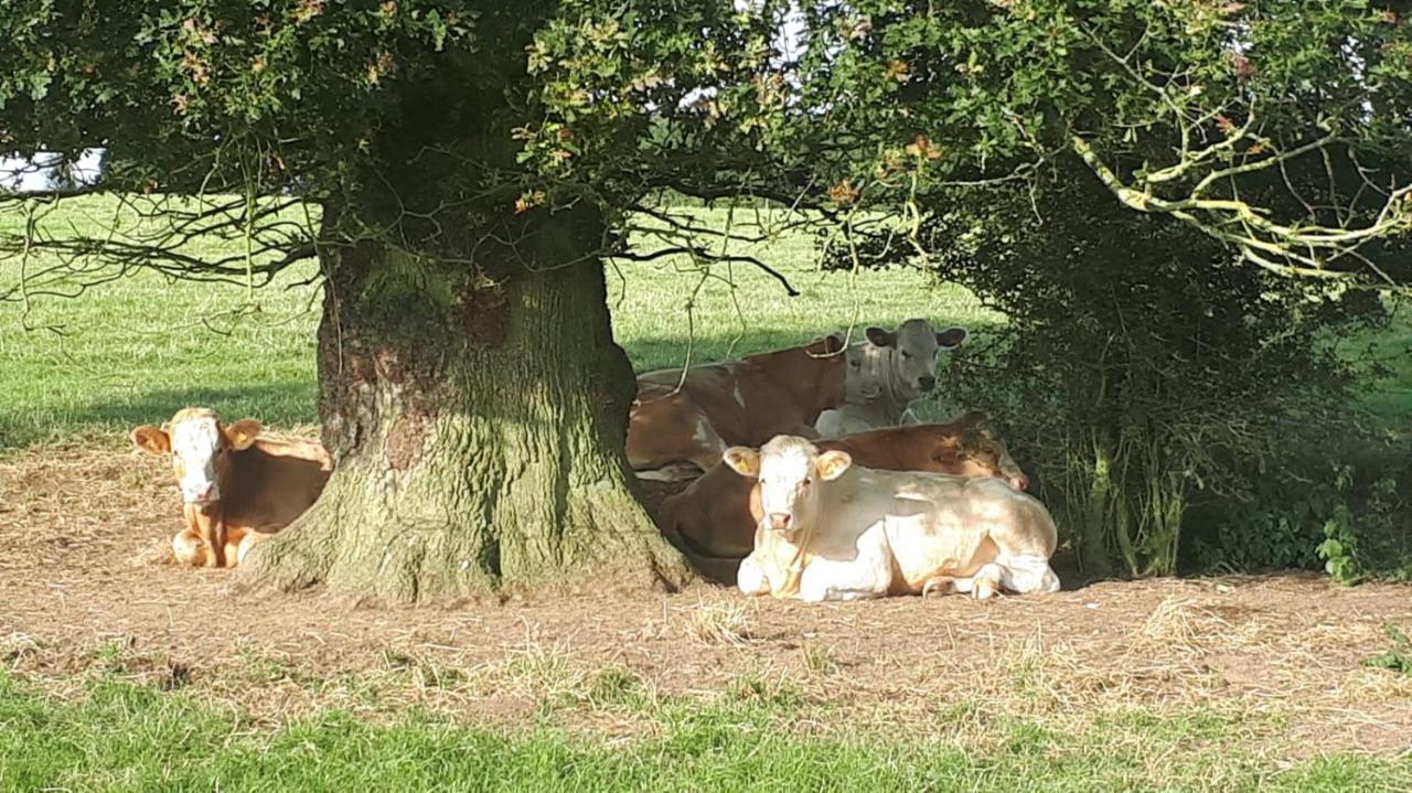 Cockley Hill Farm Bed & Breakfast ブラックリー エクステリア 写真