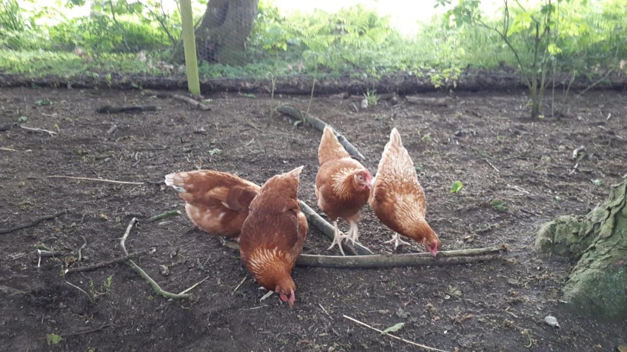 Cockley Hill Farm Bed & Breakfast ブラックリー エクステリア 写真